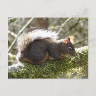 Carte Postale Fuzzy on Tree Limb Postcard