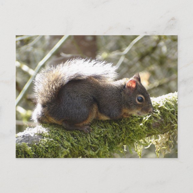 Carte Postale Fuzzy on Tree Limb Postcard (Devant)
