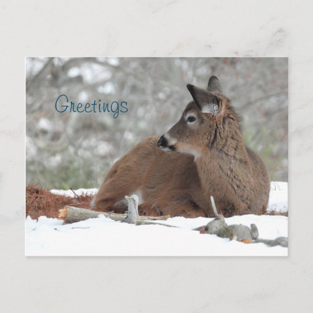 Carte Postale Fuzzy White Quail Deer Fawn /Salutations (Devant)