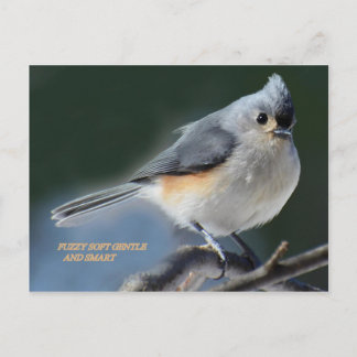 CARTE POSTALE FUZZZY DOUX ET INTELLIGENT