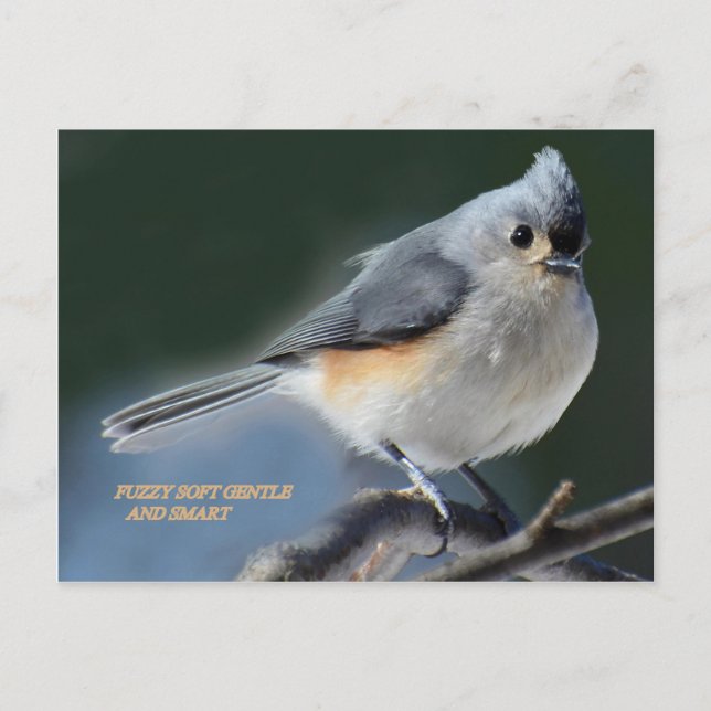 CARTE POSTALE FUZZZY DOUX ET INTELLIGENT (Devant)