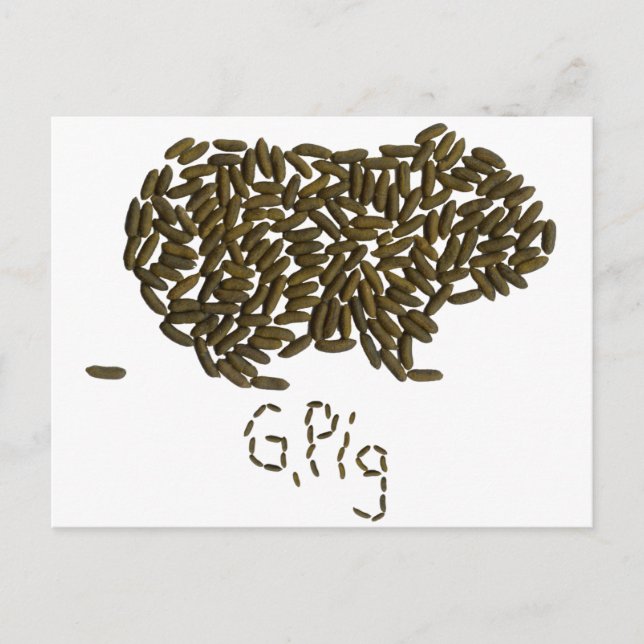 Carte Postale "G. Cochon" avec cochon de Guinée classique (Devant)