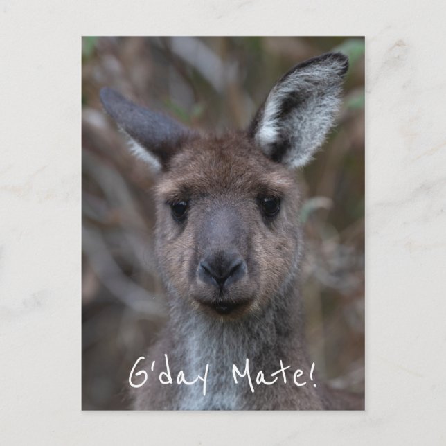 Carte Postale G-Day Mate Kangaroo Australie (Devant)