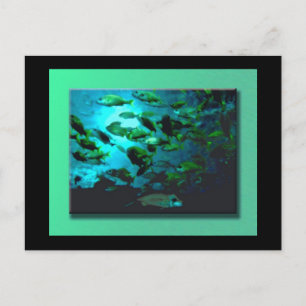 Carte postale GA Aquarium