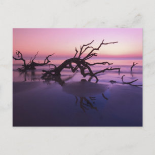 Carte Postale GA Jekyll Island, cimetière d'arbre sur la plage à