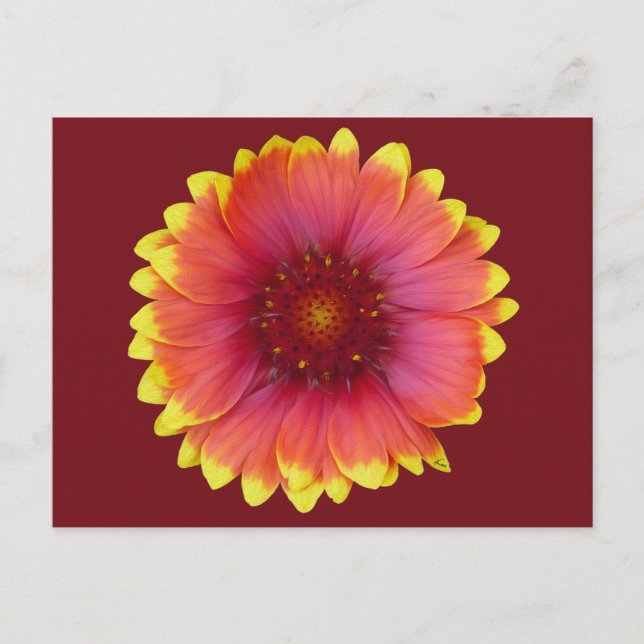 Carte Postale Gaillardia 1 (Devant)