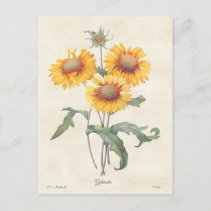 Carte Postale Gaillardia Vintage illustration botanique