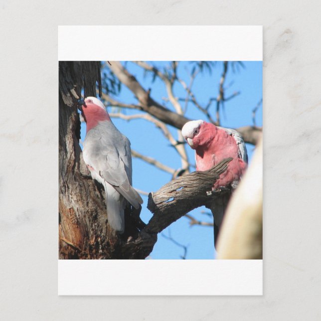 Carte Postale Galah (Devant)