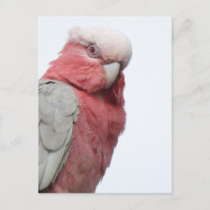 Carte postale Galah