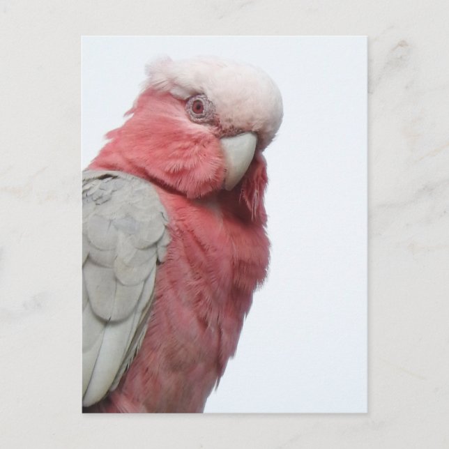 Carte postale Galah (Devant)