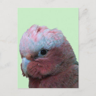 Carte Postale Galahs