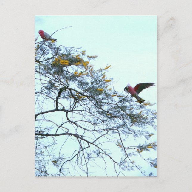 Carte Postale Galahs (Devant)