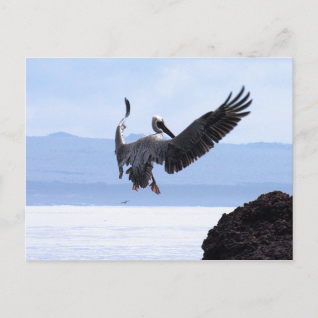 Carte Postale Galapagos (Devant)