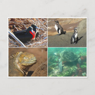 Carte Postale galapagos animal quatre