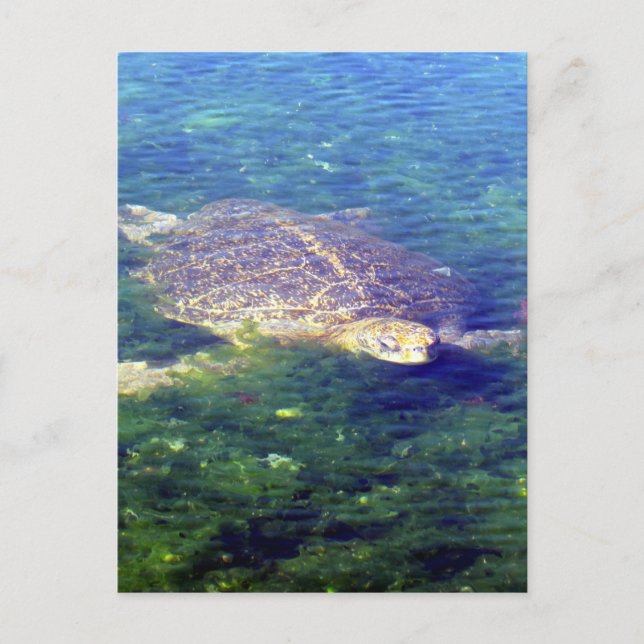 Carte Postale galapagos de tortue marine (Devant)