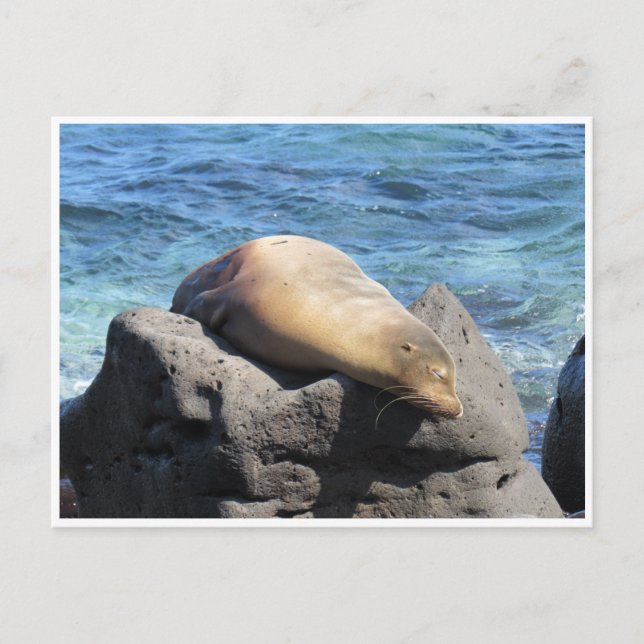 Carte Postale galapagos d'otaries (Devant)