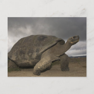 Carte Postale Galapagos Giant Tortoise Geochelone