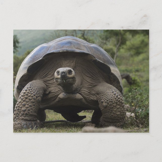 Carte Postale Galapagos Giant Tortoises Geochelone (Devant)