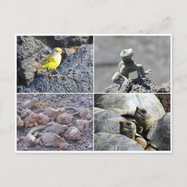 Carte Postale galapagos gris (Devant)