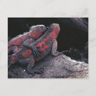 Carte Postale Galapagos iguana