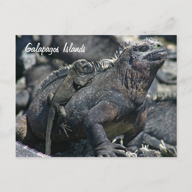 Carte Postale Galapagos Marine Iguana avec bébé (Devant)