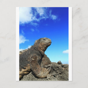 Carte Postale Galapagos marine iguane bronzage