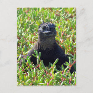 Carte Postale galapagos marine iguane vert