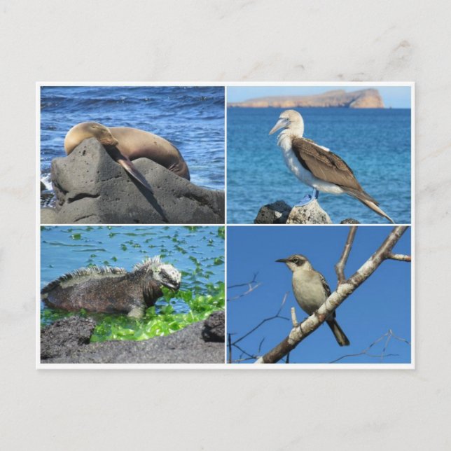 Carte Postale galapagos quatre (Devant)