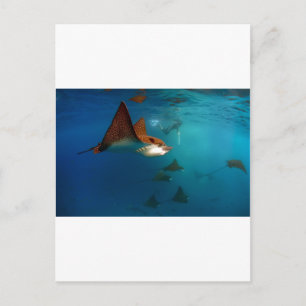Carte Postale Galapagos sous-marin Rayons d'aigle tacheté