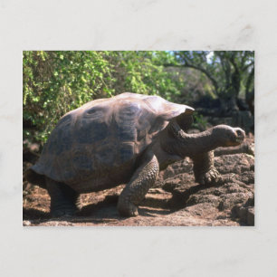 Carte Postale Galapagos Tortoise géante (type dôme) marche