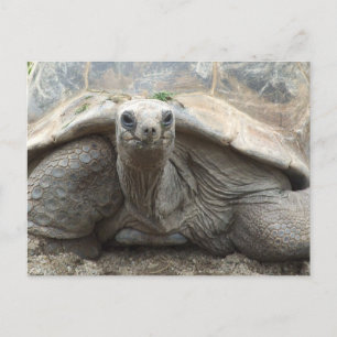 Carte Postale Galapagos Tortoise Postcard