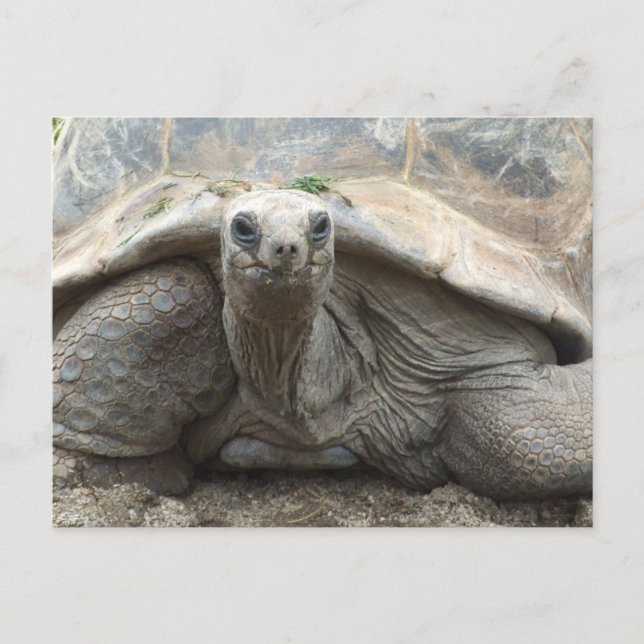 Carte Postale Galapagos Tortoise Postcard (Devant)