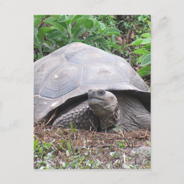 Carte Postale galapagos tortue géant (Devant)