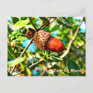 Carte Postale Galilee Acorn