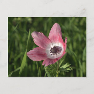 Carte Postale Galilee Anemone Calanit, Israel, Holy Land