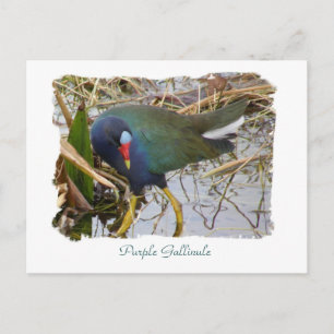 Carte Postale Gallinule violette