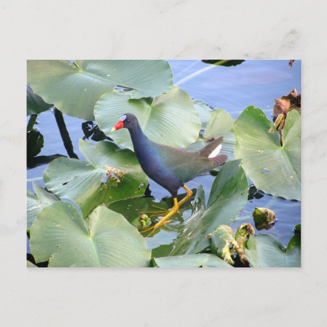 Carte Postale Gallinule violette sur Lily Pad (Devant)