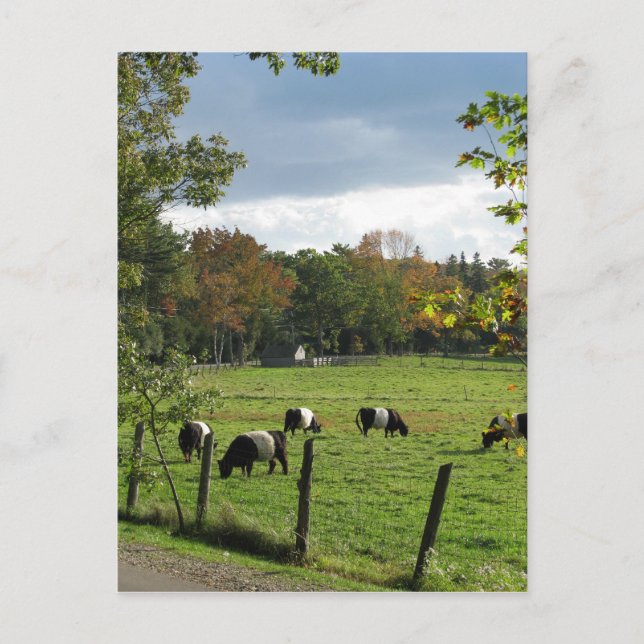 Carte Postale Galloway ceinturé (Devant)