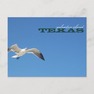 Carte Postale Galveston Island Texas Seagull Travel