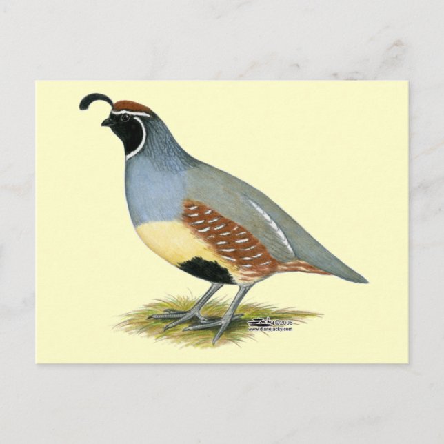 Carte Postale Gambel's Desert Quail (Devant)