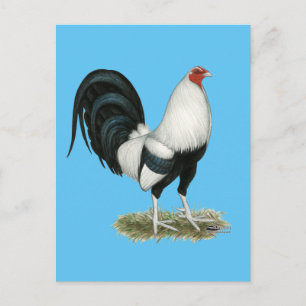 Carte Postale Gamecock argenté