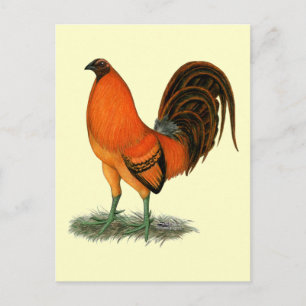 Carte Postale Gamecock Ginger