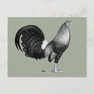 Carte Postale Gamecock Red Hatch