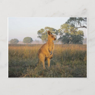 Carte Postale Gamme de produits du matin australien