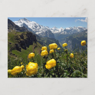 Carte Postale Gamme Jungfrau, fleurs sauvages jaunes