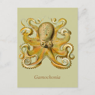 Carte Postale Gamochonia Vertical Postcard
