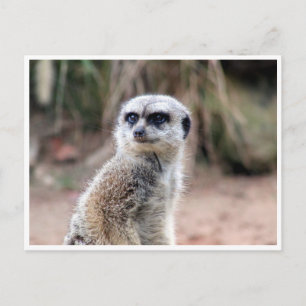 Carte Postale garde suricate