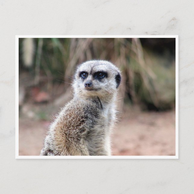 Carte Postale garde suricate (Devant)