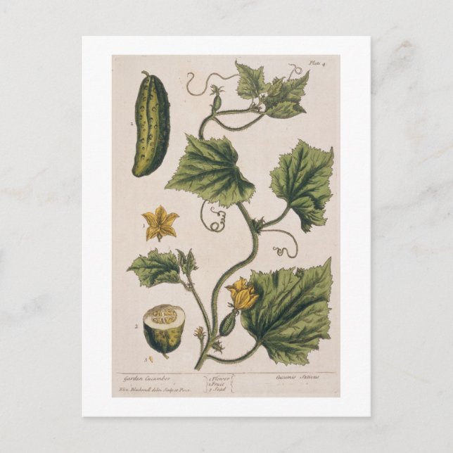 Carte Postale Garden Cucumber, plate 4 from 'A Curious Herbal' (Devant)