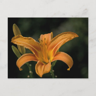 Carte postale Garden Delight